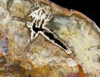 Beautiful Araucaria Petrified Wood Slab - x #6765-1